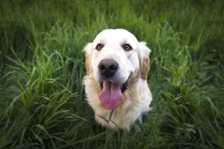 Hundekotbeutel Gassibeutel plastikfrei