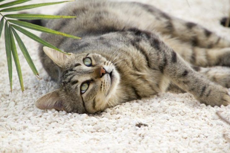 Katzenstreu plastikfrei