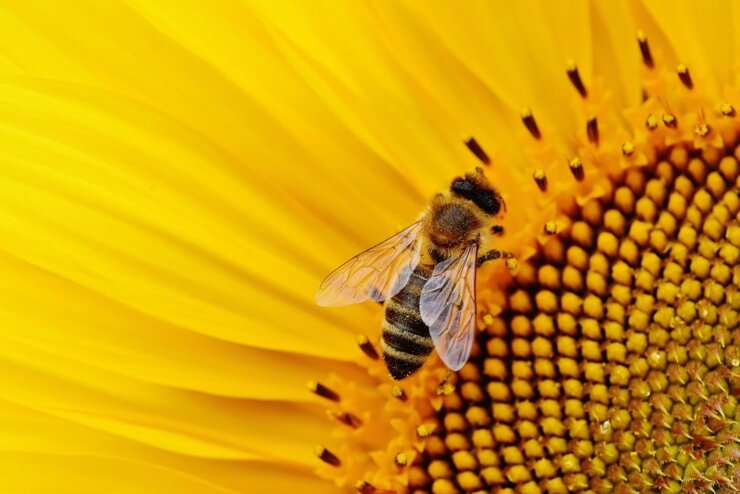 Bienenwachstücher unhygienisch
