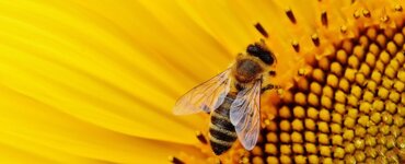 Bienenwachstücher unhygienisch